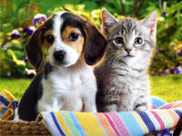 Puppies, Kittens, and Kids: Marketing to the Emotions