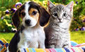 Puppies, Kittens, and Kids: Marketing to the Emotions